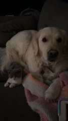 Cat affectionate towards dog?