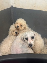 Over 100 dogs rescued ...