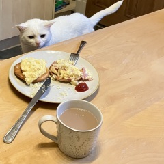 When to put our cat down - help!