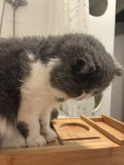 Pampered, Persian, Princess Penelope