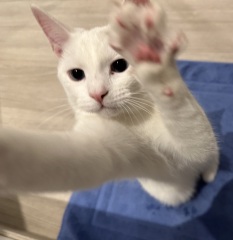 Hymns in Minor Keys & the Russian Easter Overture - the Excellent Cats ignore Culture.....