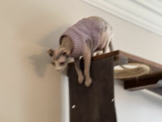 Hymns in Minor Keys & the Russian Easter Overture - the Excellent Cats ignore Culture.....