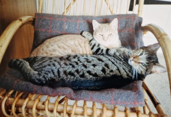 Hymns in Minor Keys & the Russian Easter Overture - the Excellent Cats ignore Culture.....