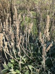 Pruning advice