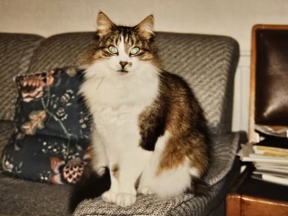 Hymns in Minor Keys & the Russian Easter Overture - the Excellent Cats ignore Culture.....