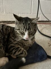 Stray Cat - Needs a Name!