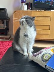 Pampered, Persian, Princess Penelope