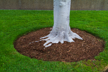 How to decorate the base of my apple tree