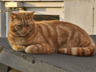 Hymns in Minor Keys & the Russian Easter Overture - the Excellent Cats ignore Culture.....