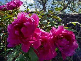 peonies looking great