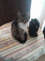 Just for the love of Tabby Cats- not enough tabby love