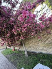 Anyone know which tree this is?