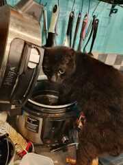 Hymns in Minor Keys & the Russian Easter Overture - the Excellent Cats ignore Culture.....