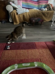 Hymns in Minor Keys & the Russian Easter Overture - the Excellent Cats ignore Culture.....