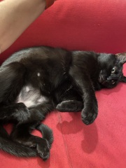 overgrooming/weight loss - help please!