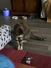 Hymns in Minor Keys & the Russian Easter Overture - the Excellent Cats ignore Culture.....