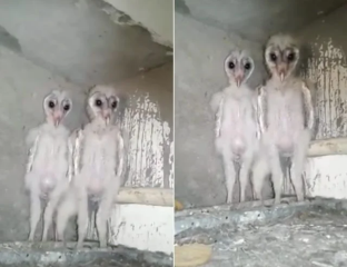 Owls