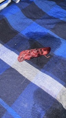 Possible miscarriage? 6 weeks 4 days