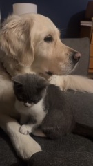 Cat affectionate towards dog?