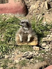 Mounjuro Auggies Thread 13