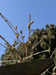 Wisteria buds?