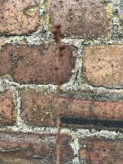 Cherry Tree - alive?