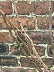 Cherry Tree - alive?
