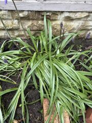 Plant ID