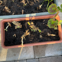What have you done in the garden today? Part 6