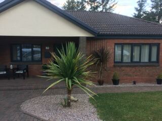 Cordyline tree
