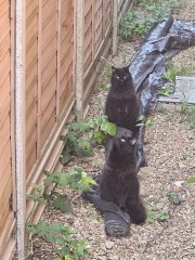 Hymns in Minor Keys & the Russian Easter Overture - the Excellent Cats ignore Culture.....