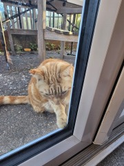 Neighbour stealing my cat and I think I need a tracker