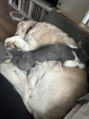 Cat affectionate towards dog?