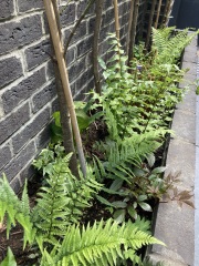 What are your recommendations for easy to maintain perennials?