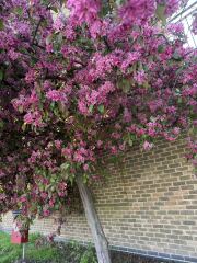 Anyone know which tree this is?