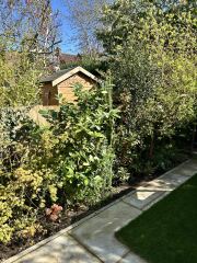 Is my Ceanothus dead?