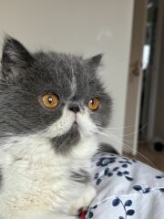 Pampered, Persian, Princess Penelope