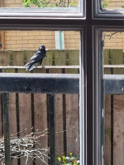 The Bluestocking Arms Women's Pub, where women make friends with Beetles, Androids, Cakes, Dragons, Hedgehogs and other women, where wit and wisdom flourish