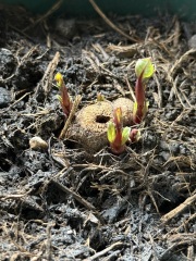 The Year Round Nigel Slater Discussion thread