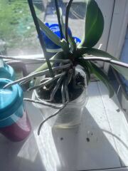 How do I move this orchid without killing it?