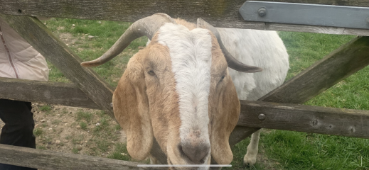 Mounjuro Auggies Thread 13