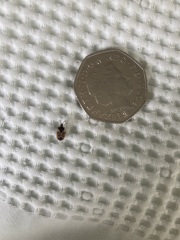 Insect ID help