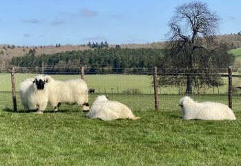 The Bluestocking - where women are women, and small furry animals are gerbils, quokkas,  capybaras, or a red panda called Rosy