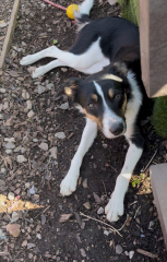 Thread 21 Starmer - Casting Nasturtiums