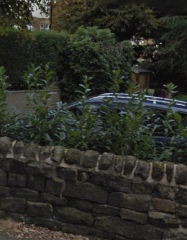 Cost effective plants to get privacy