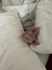 My cat (hairless breed) has always had soft poo. He is 4 years old. Vet says he's perfectly healthy. What can I give him to firm up the poo?  He's an indoor cat and the problem is that he gets poop on his tail because his tail is curly. Help!