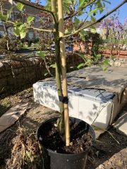 Help me plant my crab apple ‘Gorgeous’