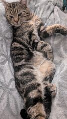 Adopt, foster or both?