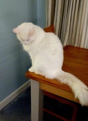 Hymns in Minor Keys & the Russian Easter Overture - the Excellent Cats ignore Culture.....