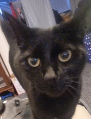 Where do people get cats from now?